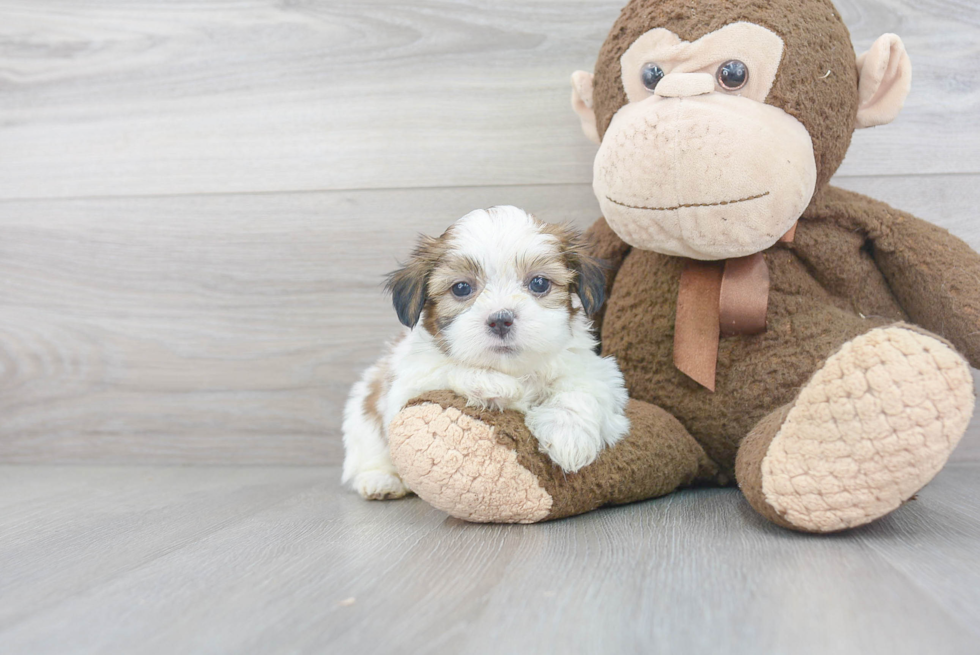 Teddy Bear Pup Being Cute