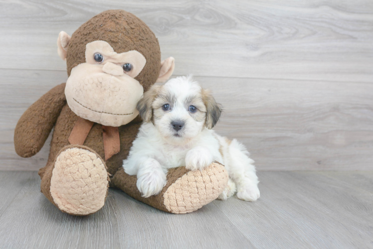 Sweet Teddy Bear Baby