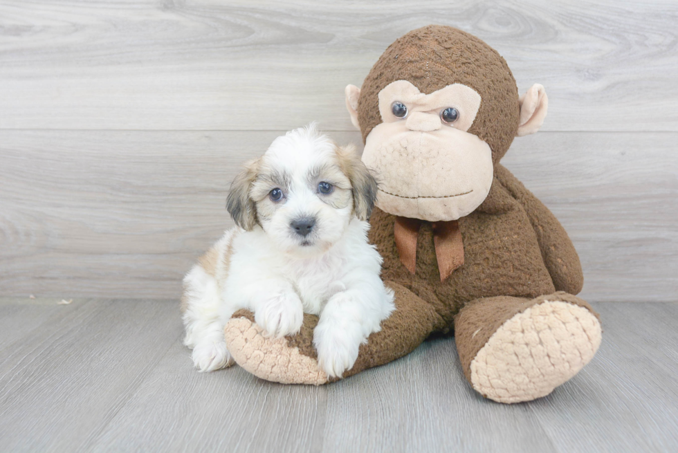 Little Shichon Designer Puppy