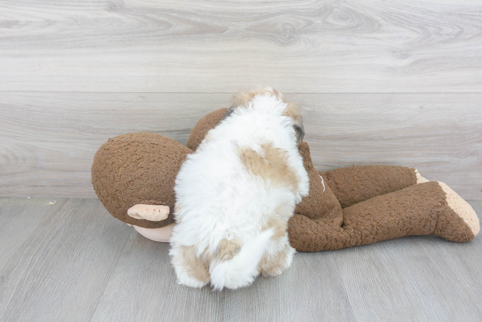 Funny Teddy Bear Designer Pup
