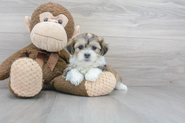 Teddy Bear Pup Being Cute