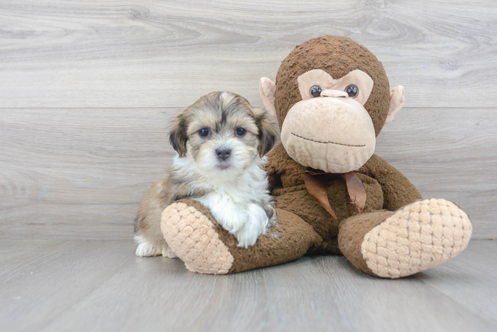 Teddy Bear Pup Being Cute