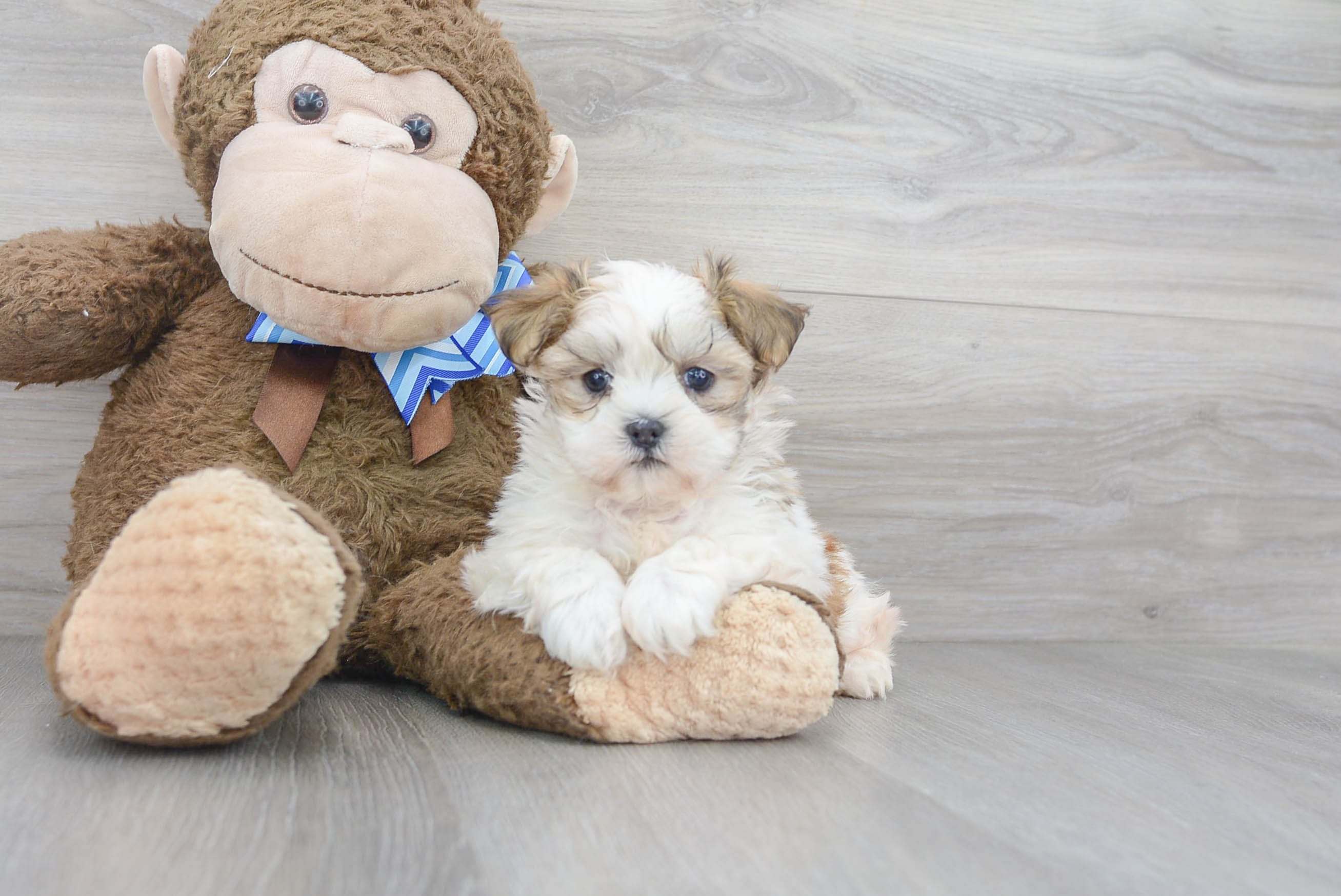 Best Teddy Bear Baby