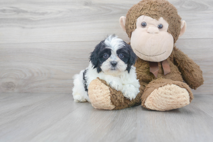Best Teddy Bear Baby