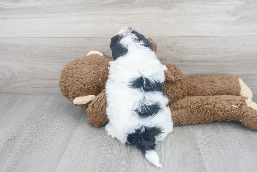 Cute Shi Chon Designer Puppy