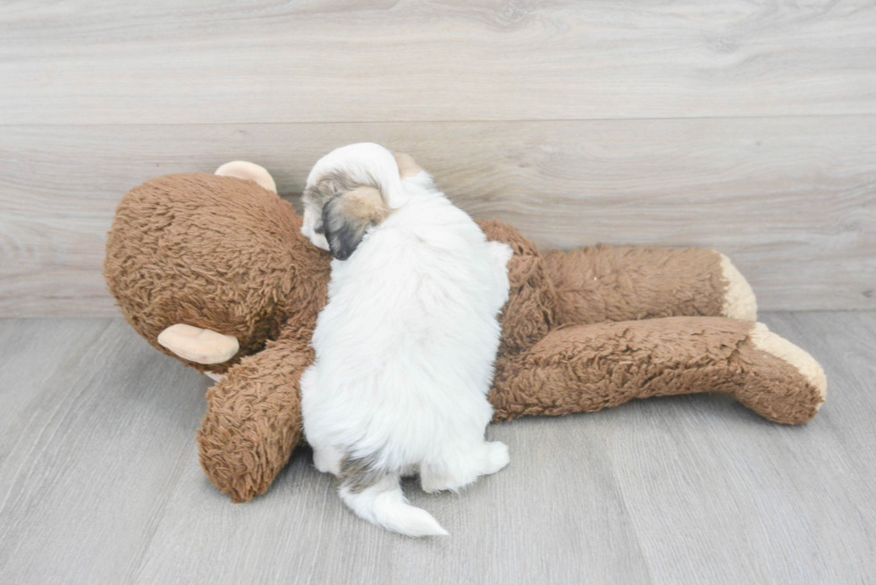 Teddy Bear Pup Being Cute