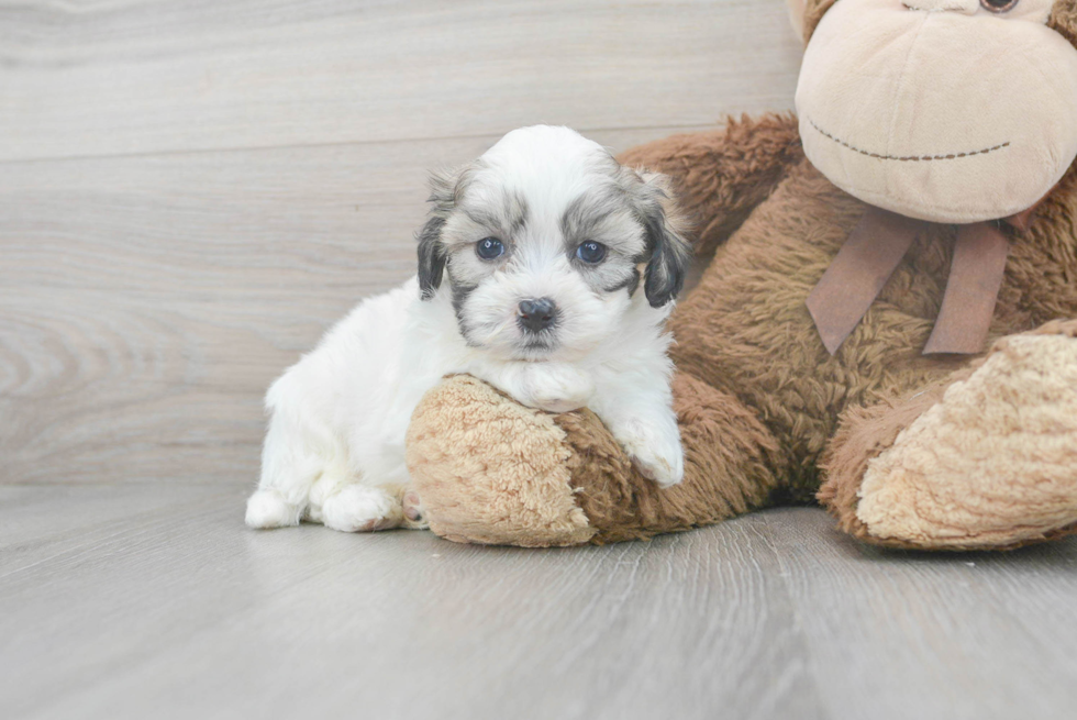 Teddy Bear Puppy for Adoption