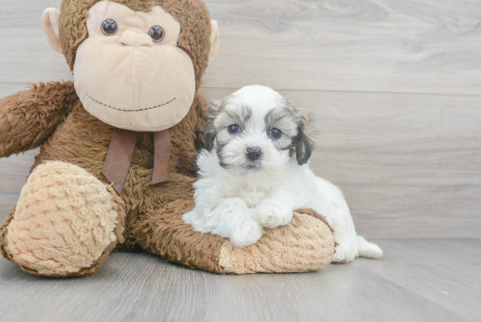 Fluffy Teddy Bear Designer Pup