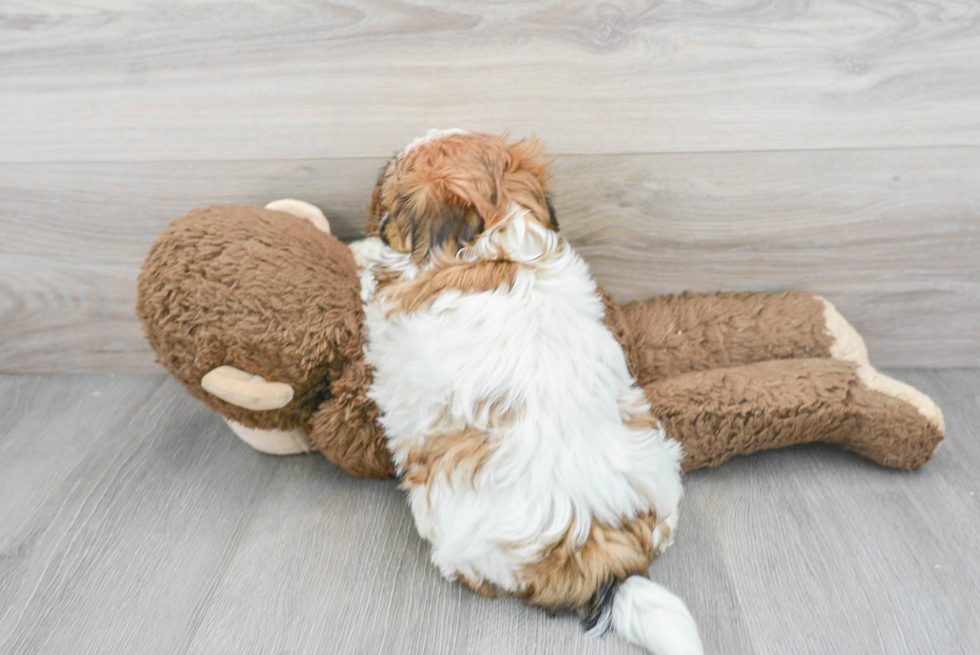 Teddy Bear Pup Being Cute