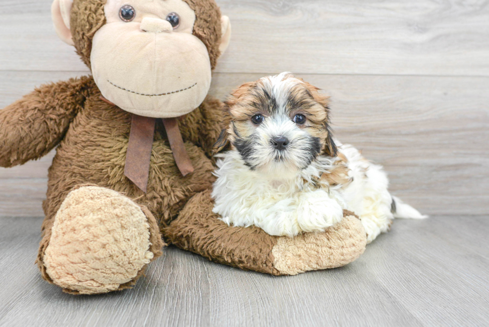 Smart Teddy Bear Designer Pup