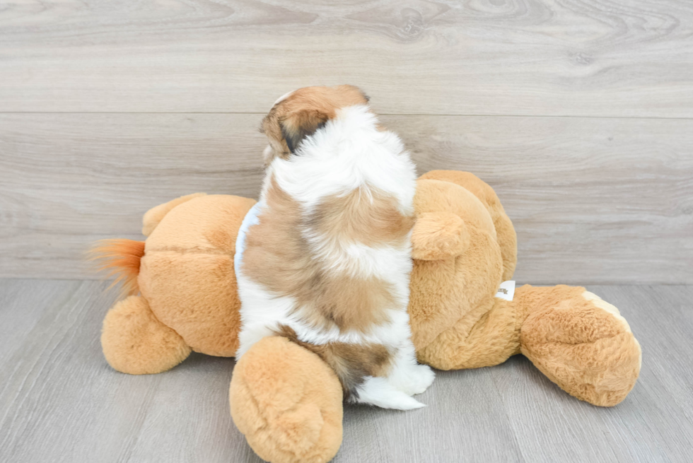Teddy Bear Puppy for Adoption