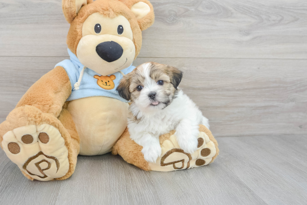 Petite Teddy Bear Designer Pup