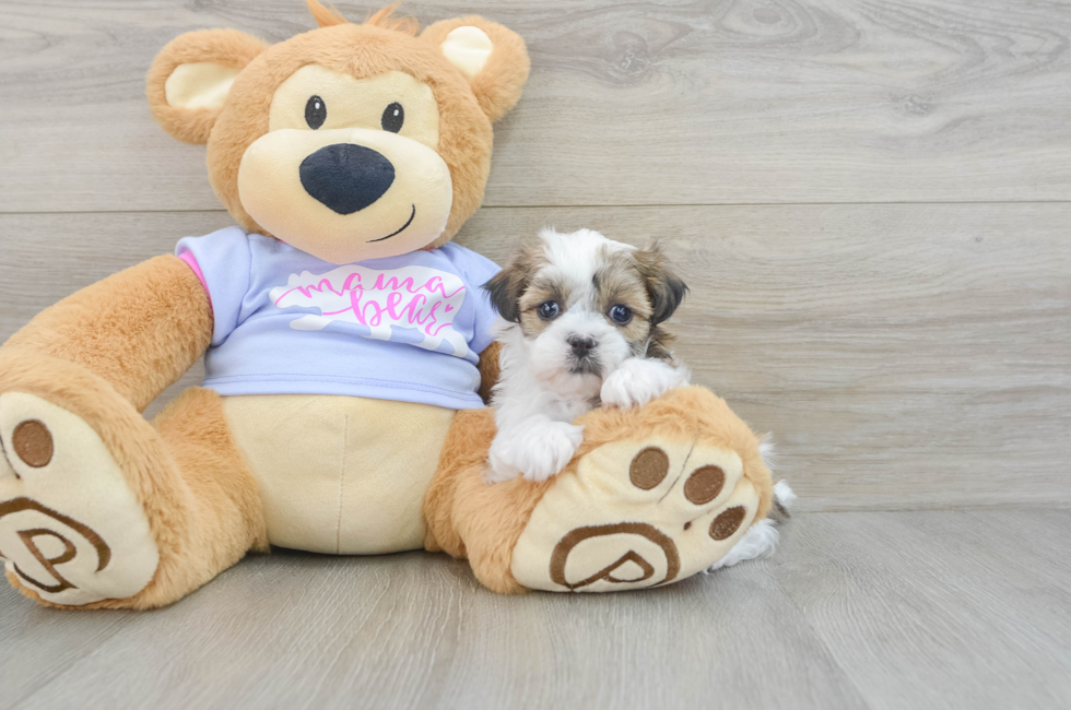 5 week old Teddy Bear Puppy For Sale - Premier Pups