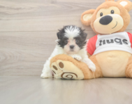 8 week old Teddy Bear Puppy For Sale - Premier Pups