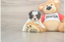 Popular Teddy Bear Designer Pup