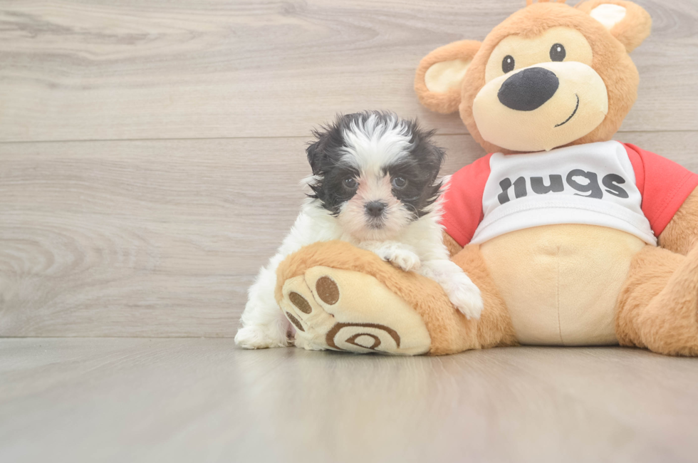 6 week old Teddy Bear Puppy For Sale - Premier Pups