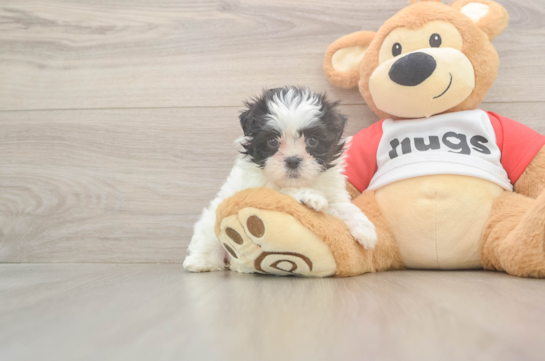 Popular Teddy Bear Designer Pup