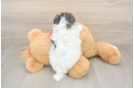Small Teddy Bear Baby