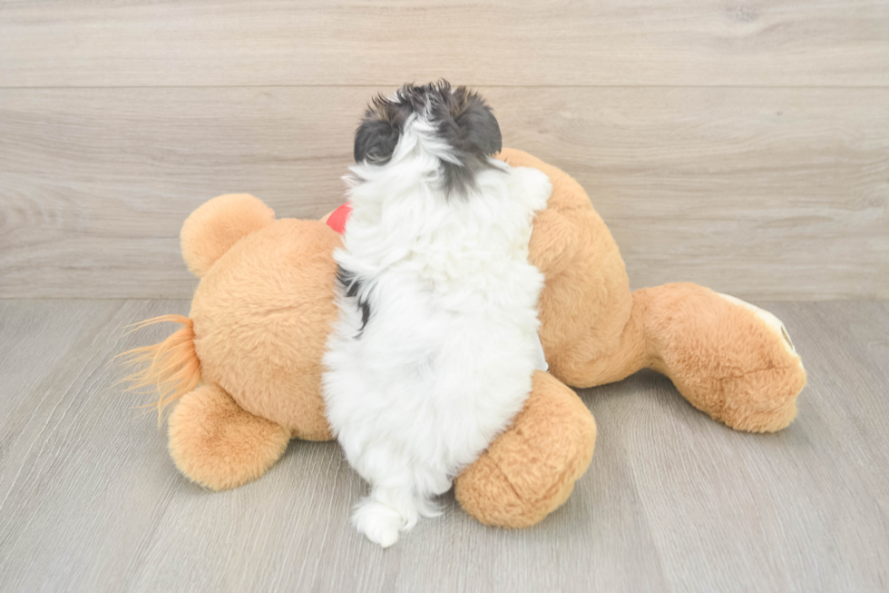 Small Teddy Bear Baby