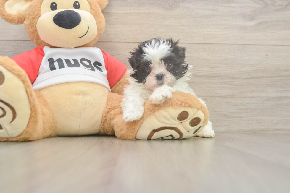 Teddy Bear Puppy for Adoption