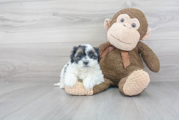 Fluffy Teddy Bear Designer Pup