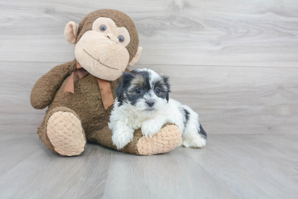 Teddy Bear Pup Being Cute