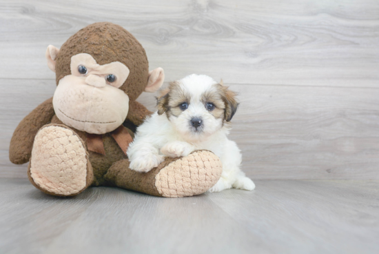 Teddy Bear Pup Being Cute