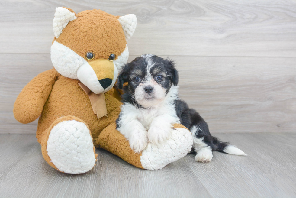 Teddy Bear Pup Being Cute