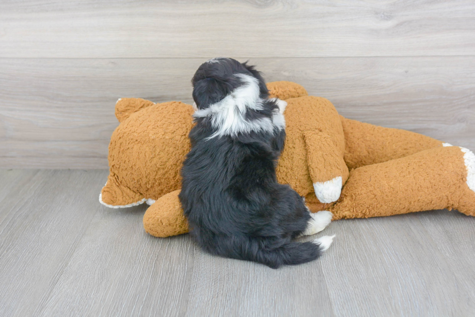 Fluffy Teddy Bear Designer Pup