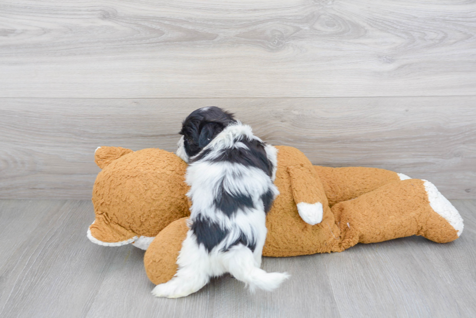 Teddy Bear Pup Being Cute