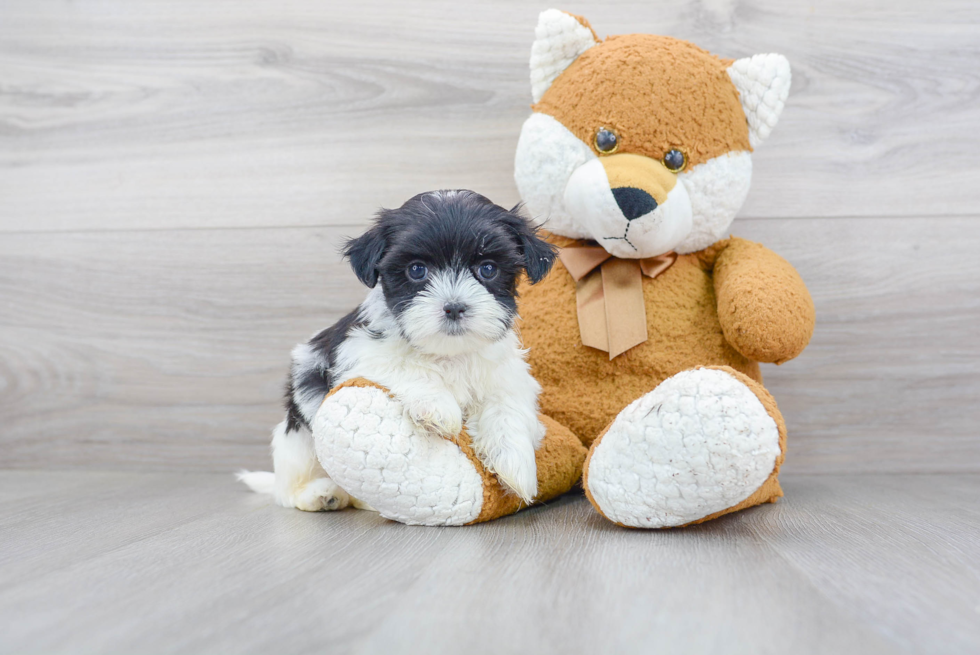 Teddy Bear Pup Being Cute