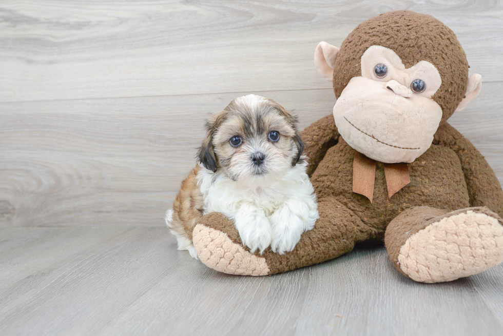 Teddy Bear Pup Being Cute