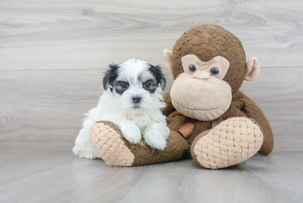 Friendly Teddy Bear Baby