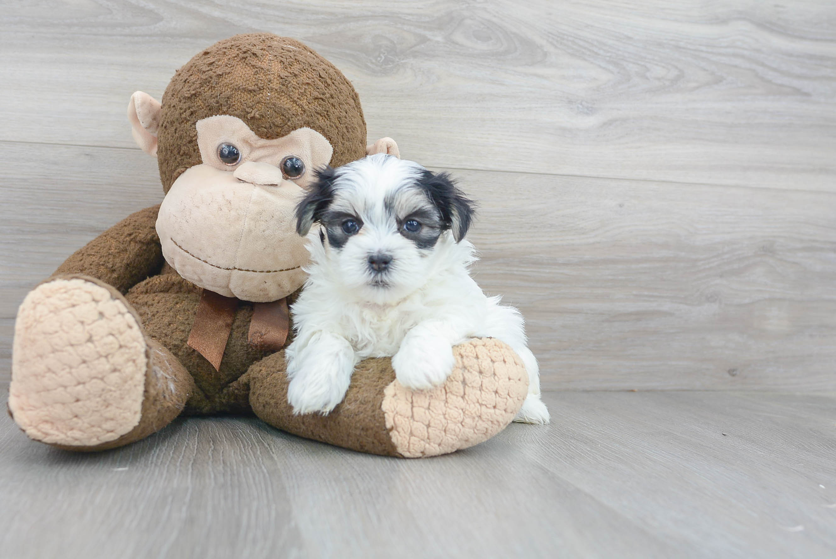 Popular Teddy Bear Designer Pup