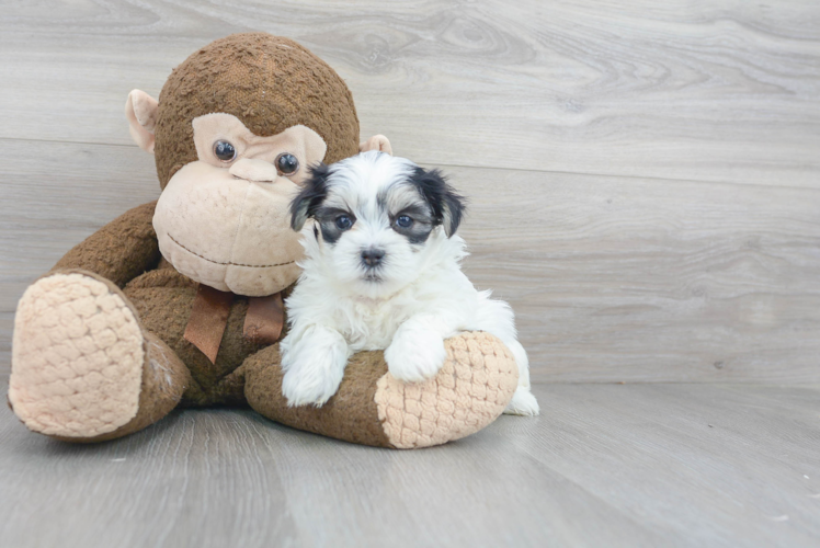 Popular Teddy Bear Designer Pup