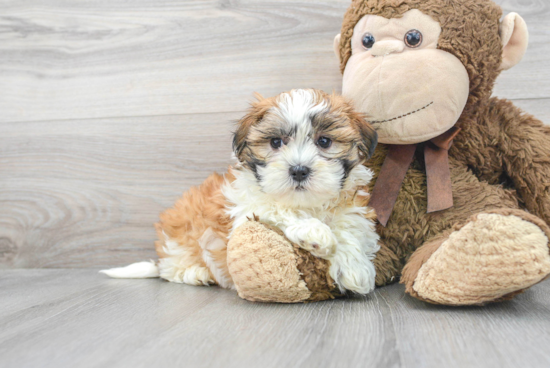 Happy Teddy Bear Baby