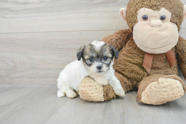 Teddy Bear Puppy for Adoption