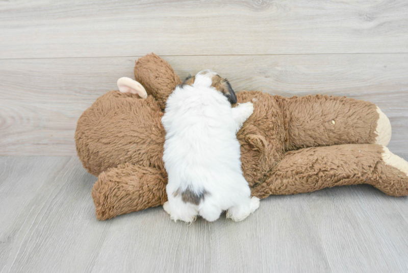 Meet Leah - our Teddy Bear Puppy Photo 2/3 - Premier Pups
