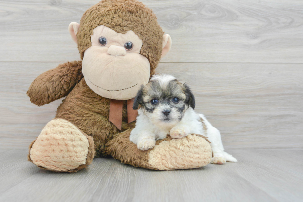 Happy Teddy Bear Baby
