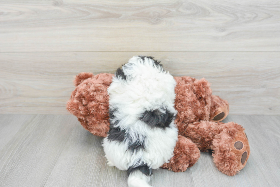 Little Shit Designer Puppy