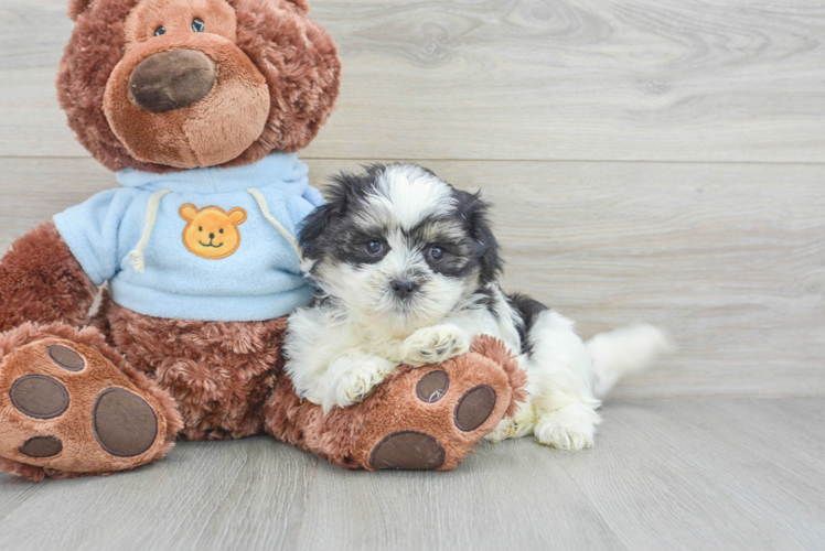 Teddy Bear Pup Being Cute