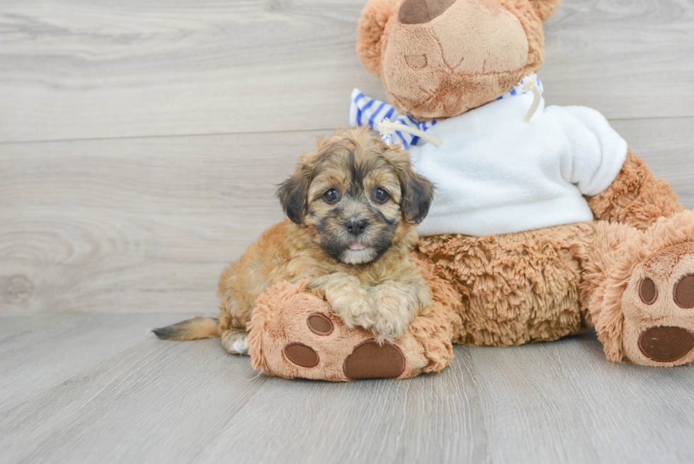 Little Shichon Designer Puppy