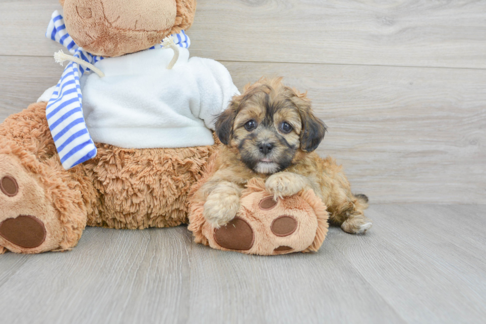 Smart Teddy Bear Designer Pup