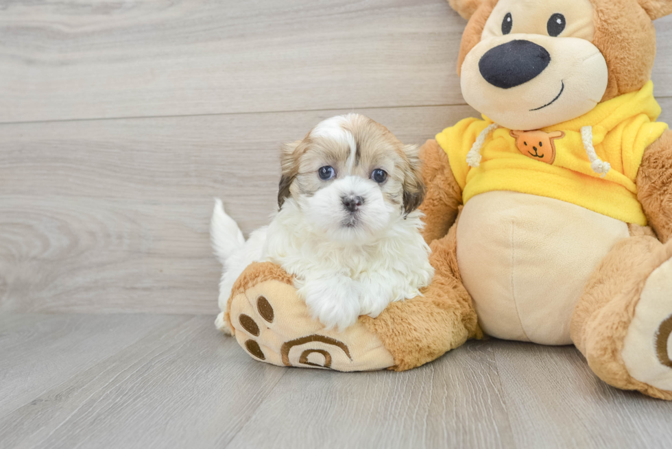 Fluffy Teddy Bear Designer Pup