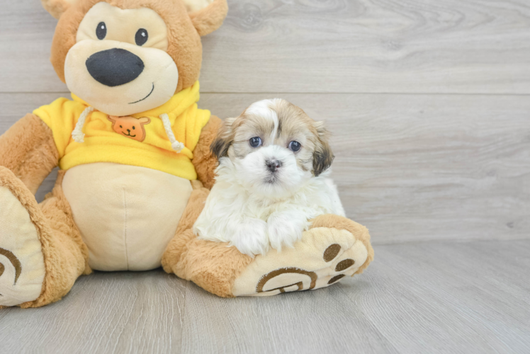 Teddy Bear Puppy for Adoption