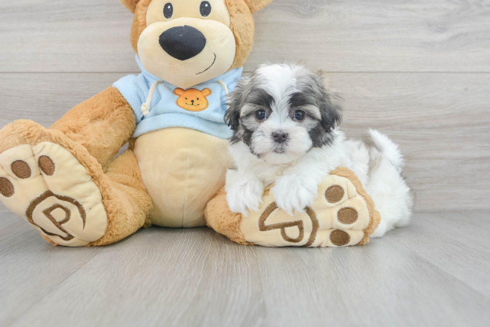 Teddy Bear Puppy for Adoption