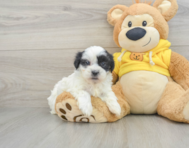 7 week old Teddy Bear Puppy For Sale - Premier Pups