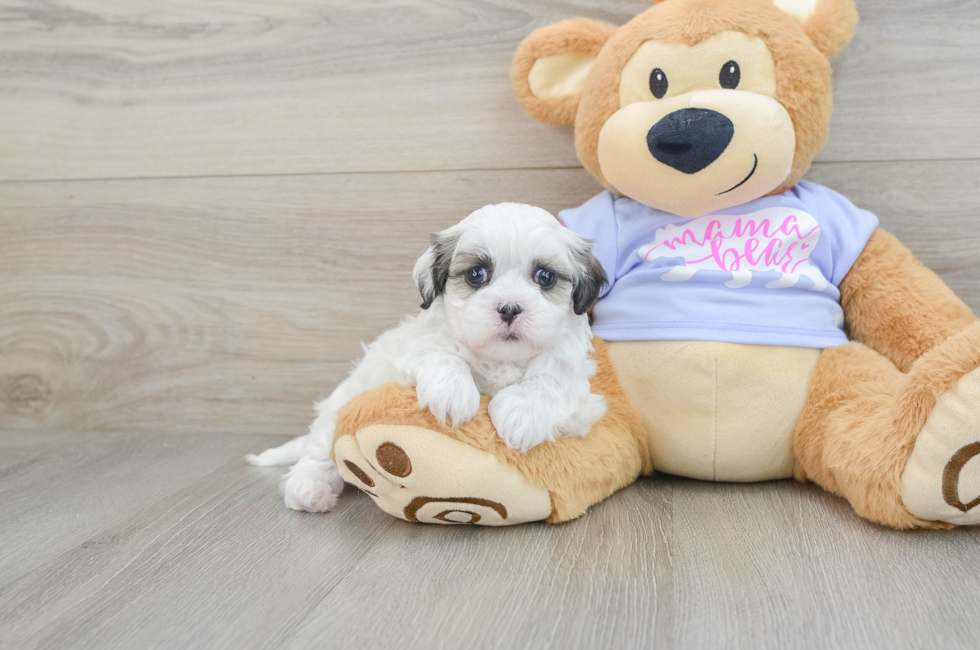 5 week old Teddy Bear Puppy For Sale - Premier Pups