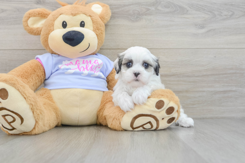 Funny Teddy Bear Designer Pup