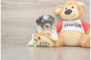 Best Teddy Bear Baby